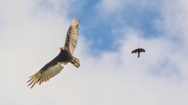 Birds pestering a soaring Turkey Vulture Cathartes aura 