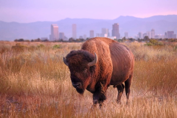 Bison at Rocky Mountain Arsenal NWR Denver Colorado 