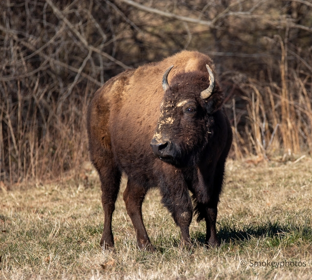 Bison bison tatanka