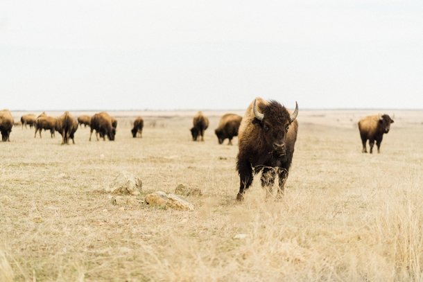 Bison herd Tall Grass Prairie Preserve Marker Pawhuska OK Photo credit to Simon Maage