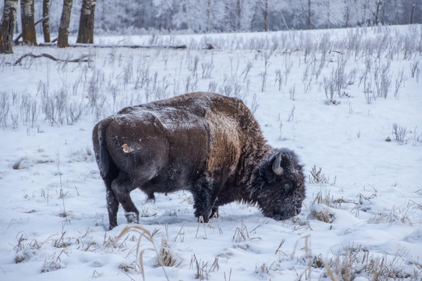 bison in Alberta close to Edmonton Canada 