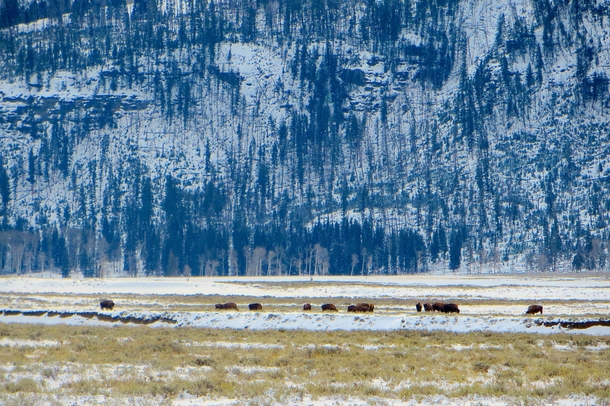 Bison roam in Lamar Valley Wyoming 