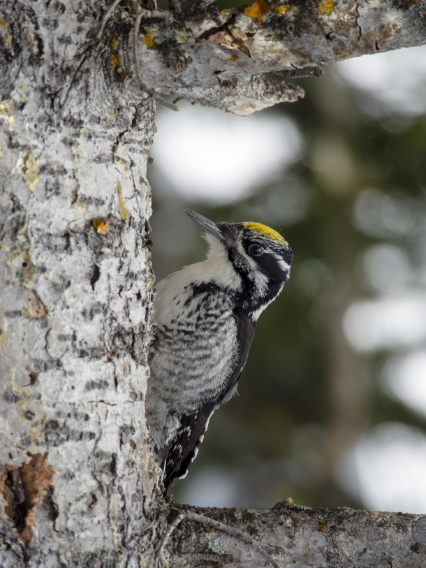 Black-backed woodpecker Picoides arcticus in Rocky Mountain National Park CO 