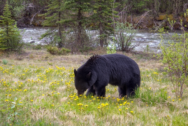 black bear eating dandelion in Jasper National Park close to Maligne lake Canada 