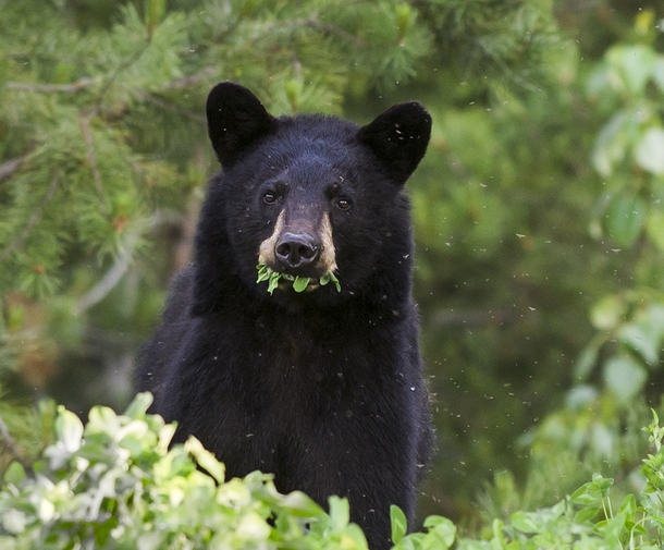 Black Bear Eating Dinner While Being Eaten for Dinner - Photorator