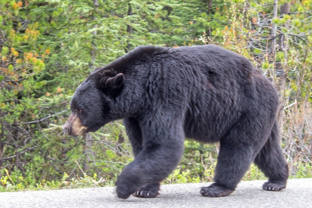 black bear in Jasper National Park close to Maligne lake 