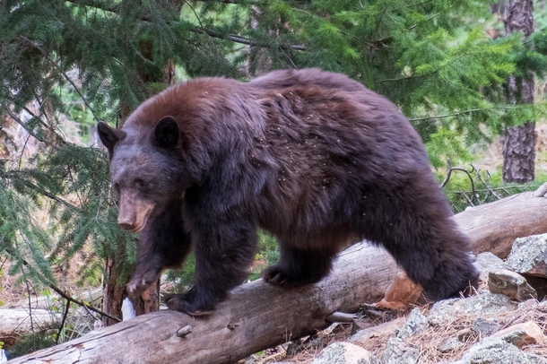 Black bear seen while hiking the Flatirons in Boulder Colorado 