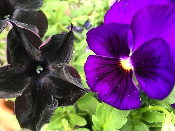 Black cat petunia and pansy flowers growing in my garden