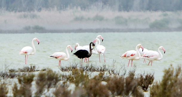 Black Flamingo by Marinos Meletiou 
