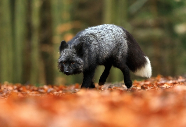 Black Fox Photo credit to Zdenek Machacek