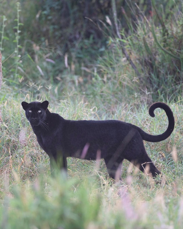 Black panther in Kenya