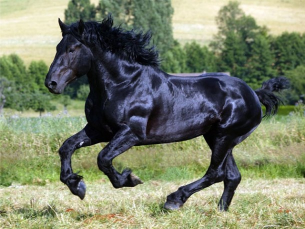 Black Percheron Horse 