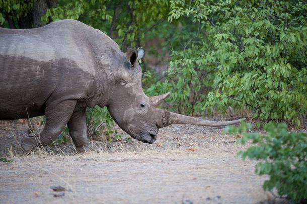 Black Rhino with a very impressive horn in Etosha National Park Namibia - Diceros bicornis 