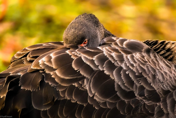 Black Swan Photographer YuriFineart 