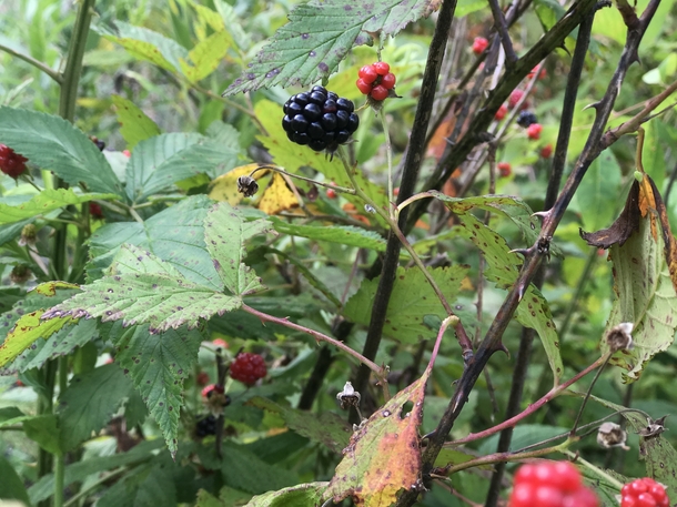 Blackberries and thorns in East Tennessee 