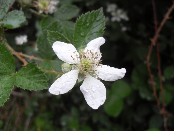 Blackberry Blossom Rubus fruticosus 