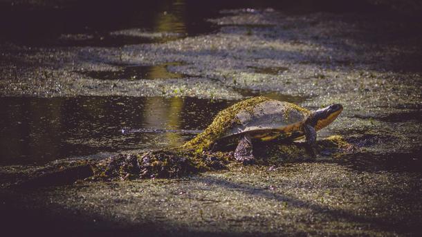 Blandings Turtle sunbathing on a log 