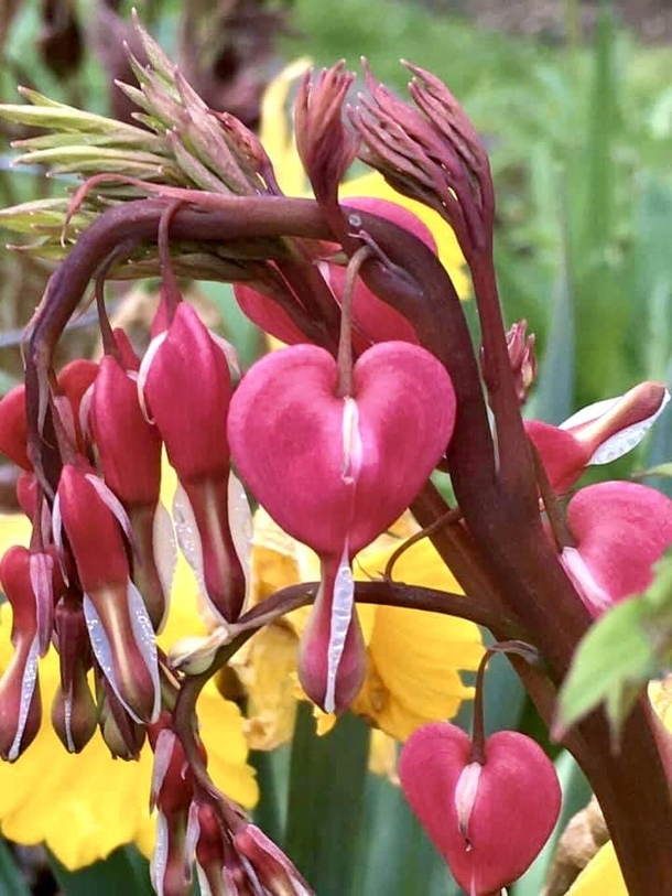 Bleeding Heart Lamprocapnos spectabilis a shade garden favorite