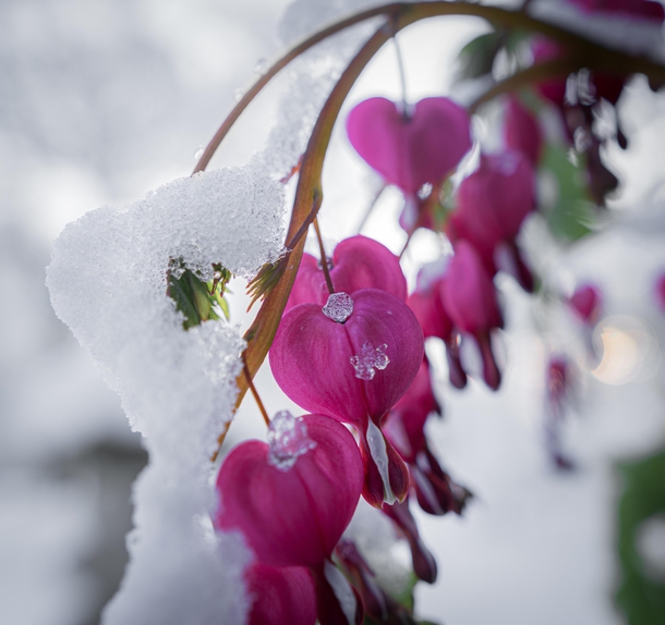 Bleeding heart perennial covered in snow this morning in Michigan