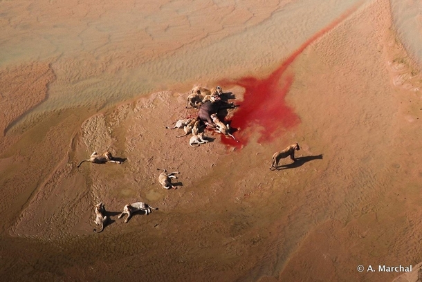 Blood River - Aerial view of a pride of  lions feeding on a buffalo killed in the White iMfolozi riverbed Antoine Marchal 