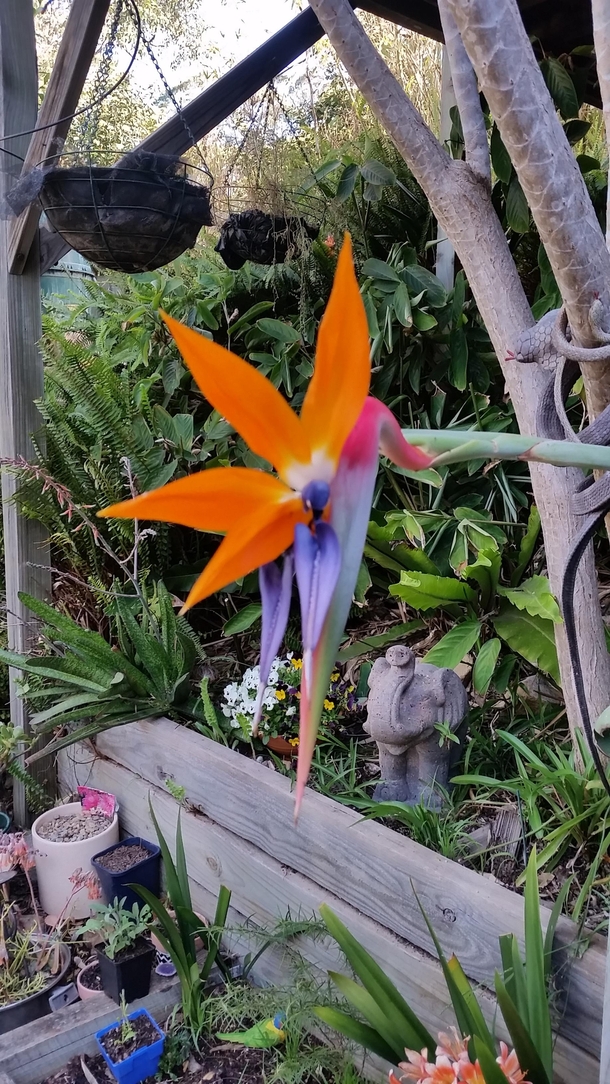 Blooming anti-clockwise in the most exquisite way Crane flower birds of paradise
