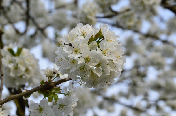 Blossoming Bird Cherry Prunus Avium - Spring  