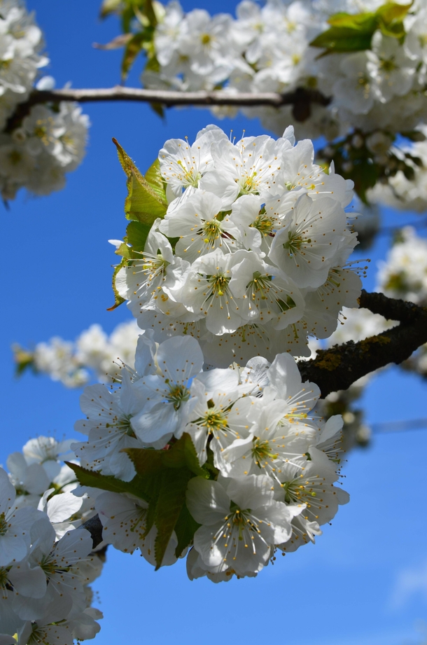 Blossoming Cherry Tree in my garden in Germany 