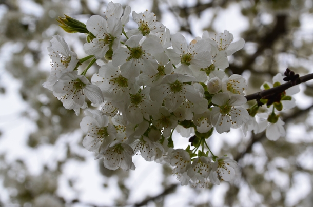 Blossoming Cherry Tree spring  