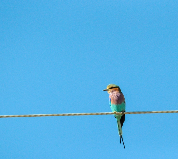 Blue amp Pink Bee-eater Chobe Botswana Photo credit to Werner Van Greuning