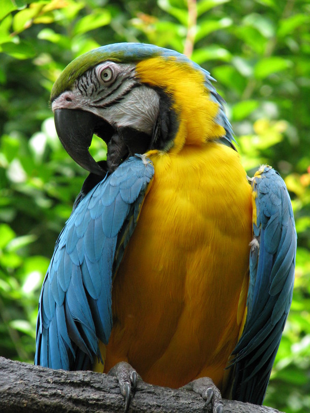 Blue-and-yellow Macaw Ara ararauna 