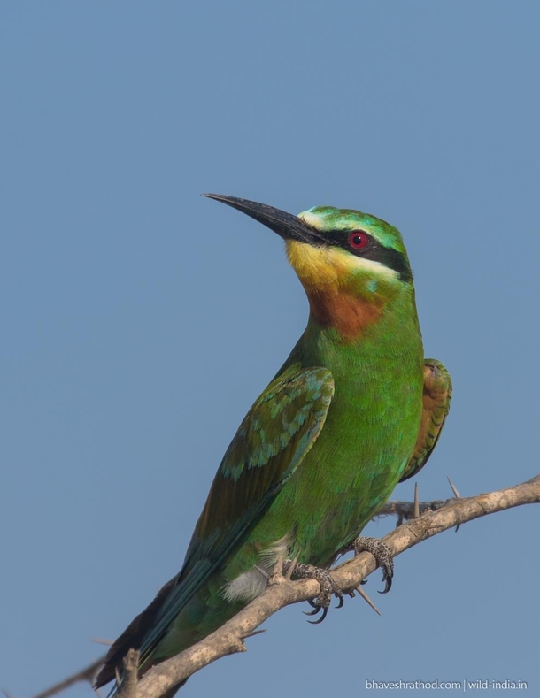 Blue-cheeked Bee-eater - Merops persicus - 