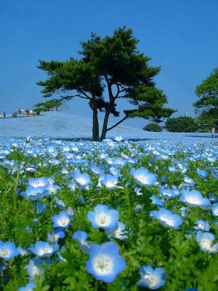 Blue fields at the Hitachi Seaside Park in Japan 