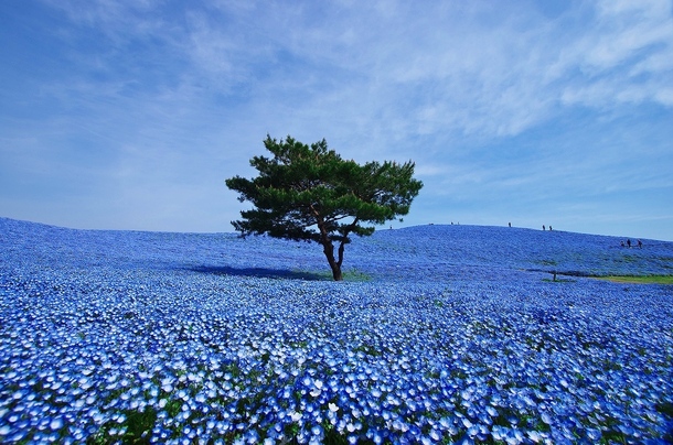 Blue nemophilias - Hitachi Seaside Park Japan