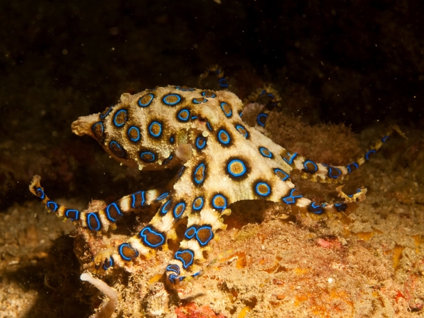 Blue-Ringed Octopus Hapalochlaena 