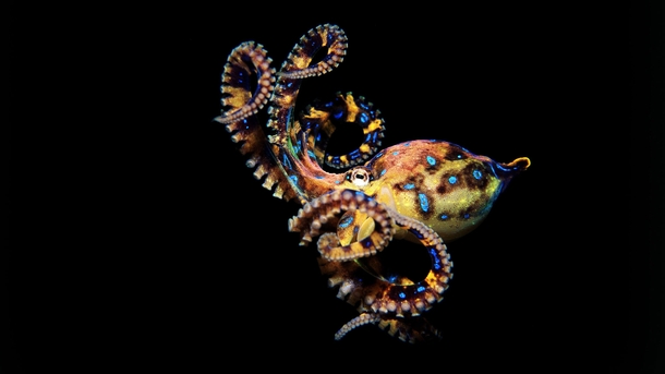 Blue-ringed octopus Hapalochlaena maculosa 