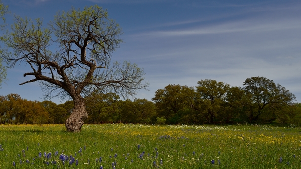 Blue skies and flower painted fields in Texas 