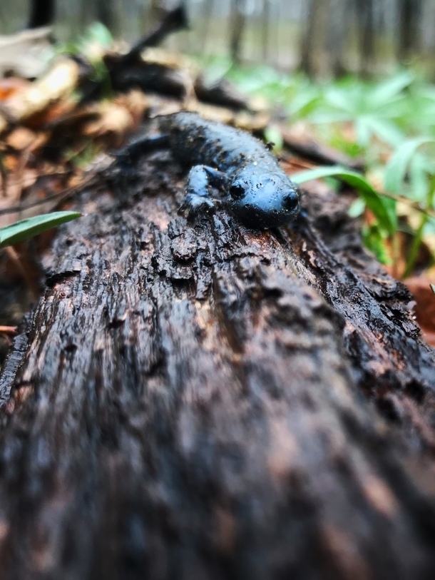 Blue-spotted salamander Photo credit to Suzy Lyttle