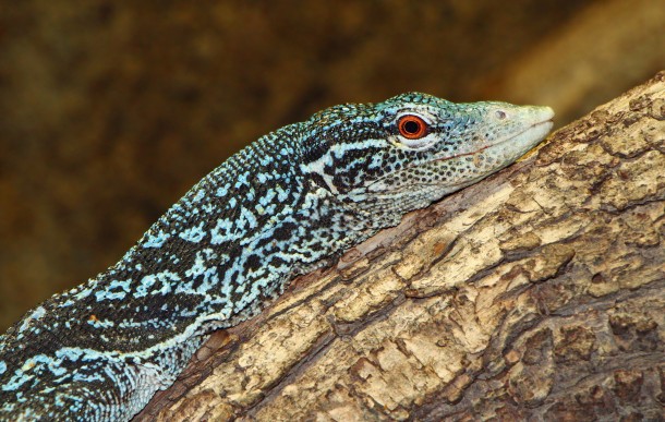 Blue-spotted Tree Monitor 
