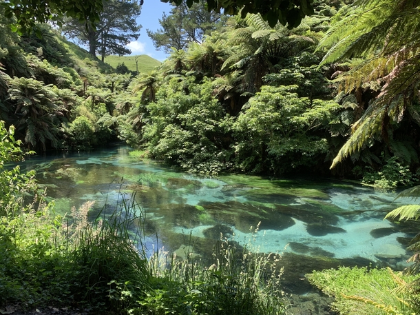 Blue Springs New Zealand Such an incredible country 
