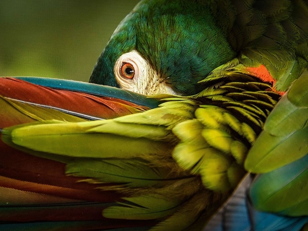 Blue-winged macaw lligers macaw Primolius maracana photograph by Trudy Walden 