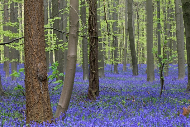 Bluebells in bloom near Halle south of Brussels Belgium on April   AP Photo by Yves Logghe 