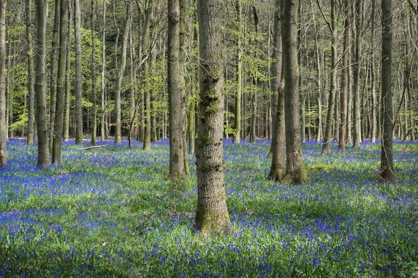 Bluebells in the United Kingdom signifying spring has arrived Hertfordshire UK 
