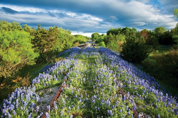 Bluebonnets taking over the abandoned railroad tracks in Texas photo by Laurence Parent