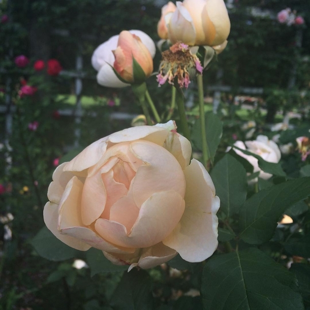 Blush Rose - Cranford Rose Garden Brooklyn Summer  