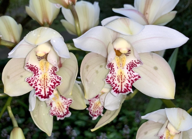 Boat Orchids - Cymbidium hybrid 