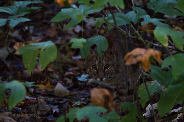 Bobcat on the forest floor