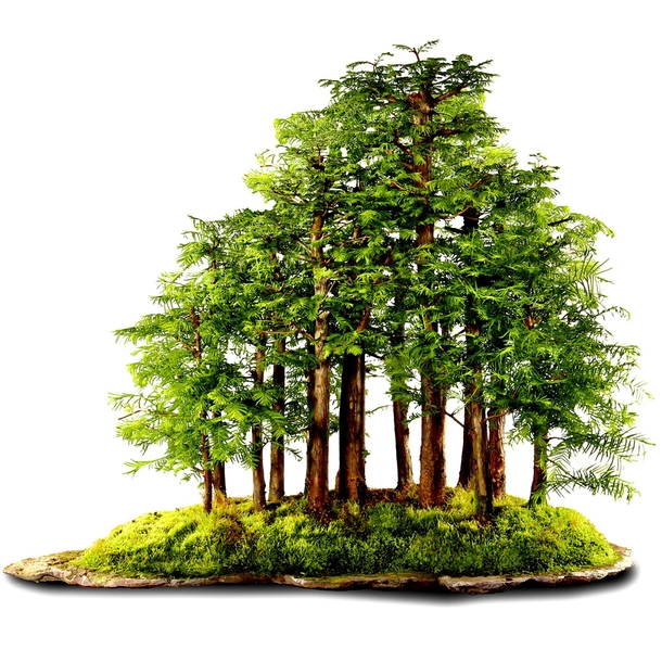 Bonsai Redwood Forest Photorator