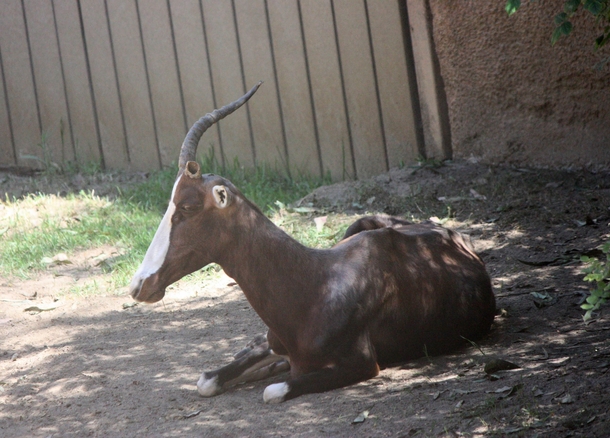 Bontebok Damaliscus pygargus pygargus an antelope native to the Western Cape South Africa It is a crepuscular grazer that rests during the hot midday period Although abundant on reserves and ranches few exist in unprotected lands Take at the San Diego Zoo
