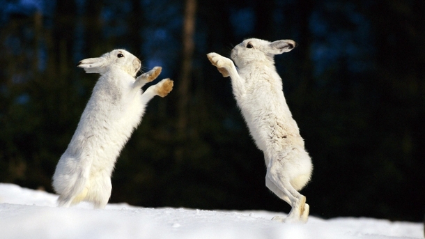 boxing arctic hares 