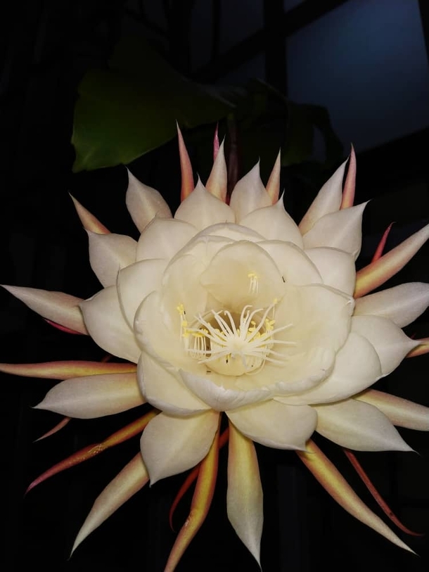 Brahma Kamal a type of flower that only blooms at night